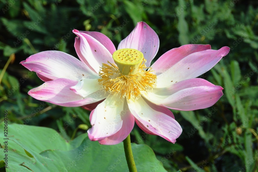 Fototapeta premium a lotus flower