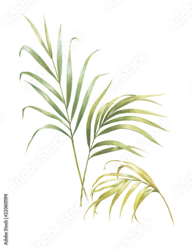 watercolor painting of coconut palm leaves isolated on white background