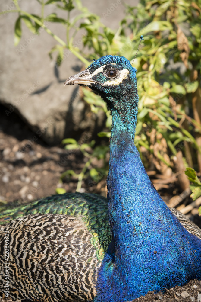 Obraz premium Peacock lying on clay.