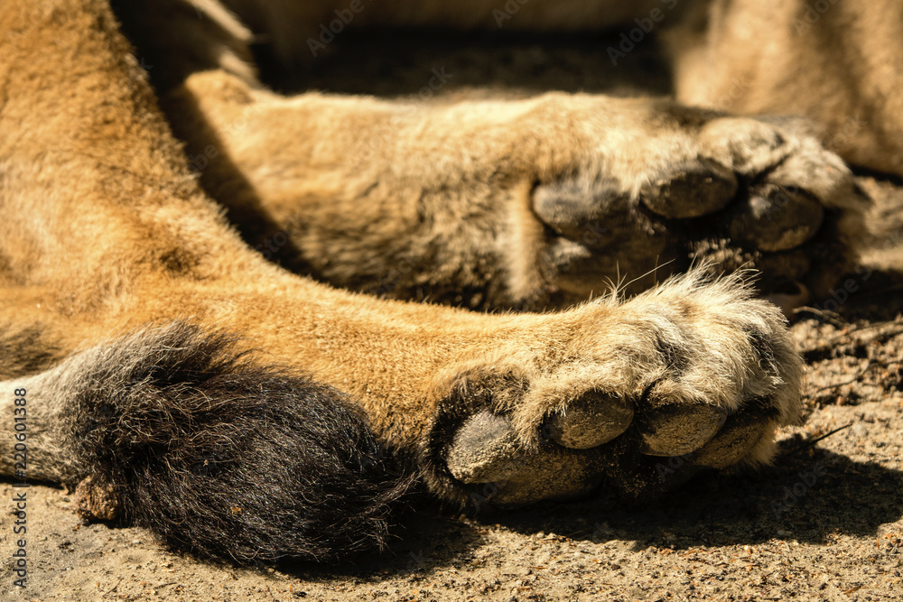 Naklejka premium Noga i część ogona lwa.