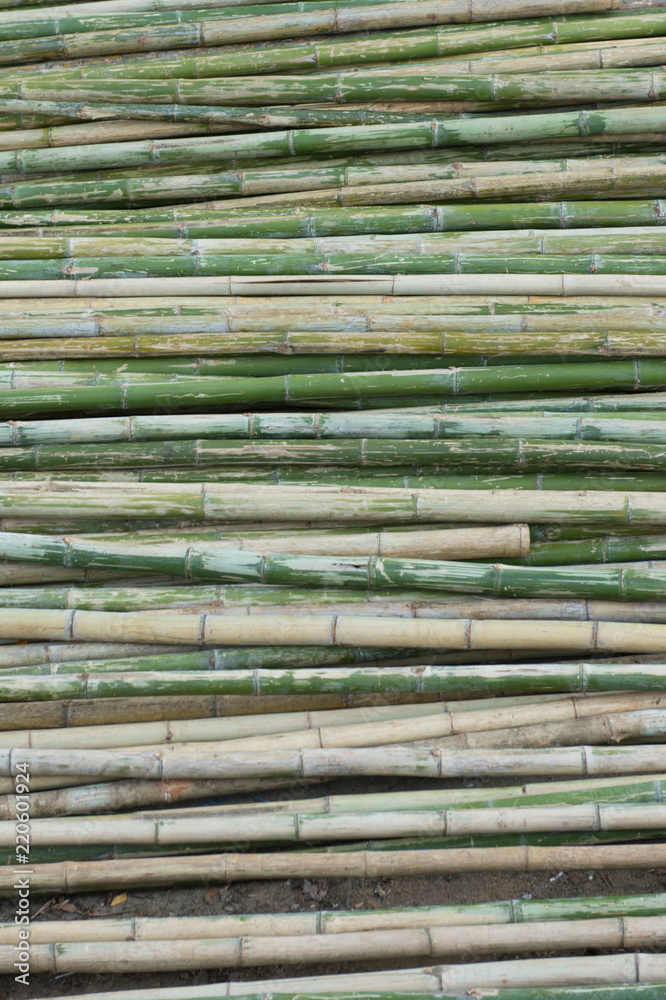 view of row of green and brown bamboo as background view of row of green and brown bamboo as background