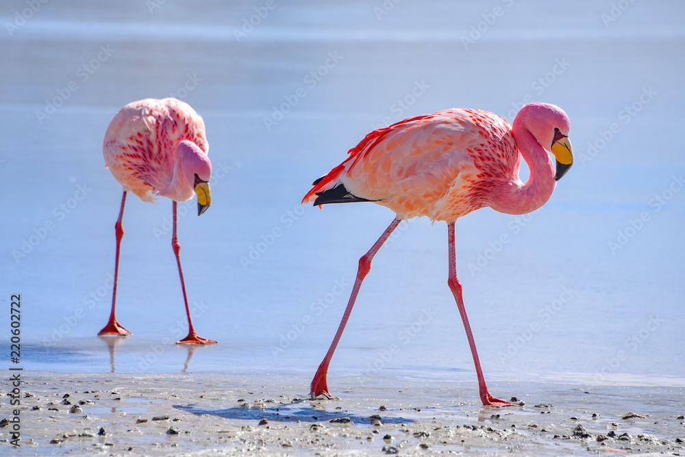 James's Flamingo (Phonenicoparrus Jamesi) grazing on the frozen waters of  Laguna Hedionda. Sud Lipez Province, Uyuni, Bolivia Stock Photo | Adobe  Stock