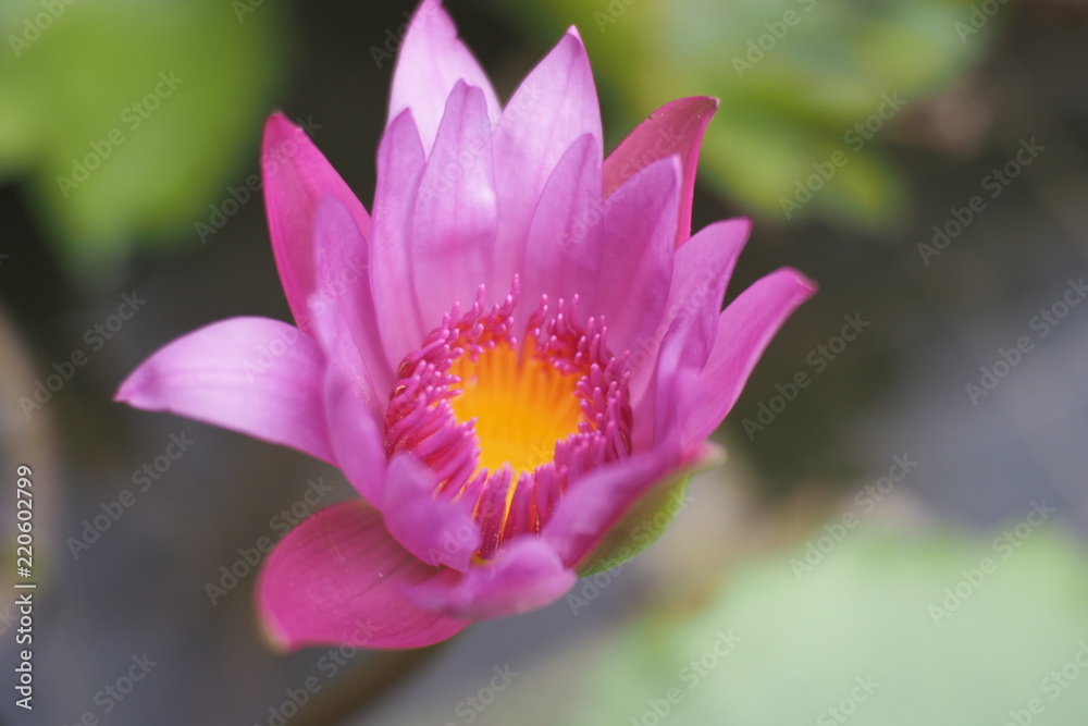 Beautiful green plants and colorful flowers Beautiful green plants and colorful flowers