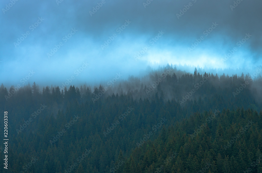 Blue mist over pine trees in the forest in the mountains. Carpathians Ukraine