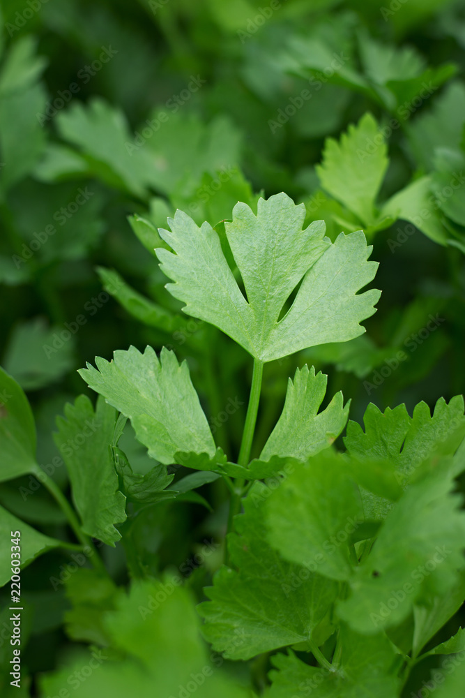 close up green leaves of celery close up green leaves of celery