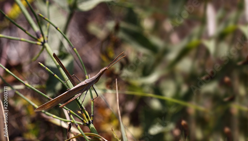 he grasshopper is not very noticeable in its natural habitat, merges with the general background and ... hunts ..