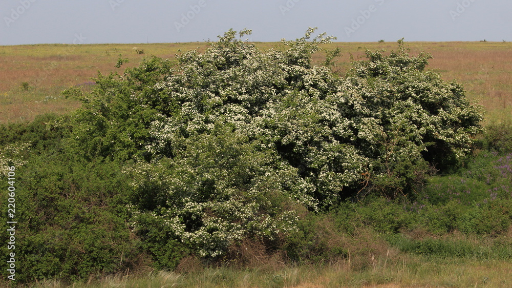 Obraz premium Степь. Деревья. Весна. Дерево.