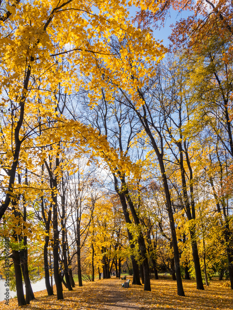 Fototapeta premium path in sunny autumn park