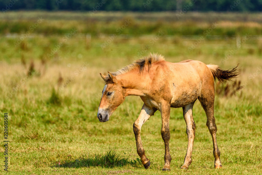 lonely foal grazing on the field lonely foal grazing on the field