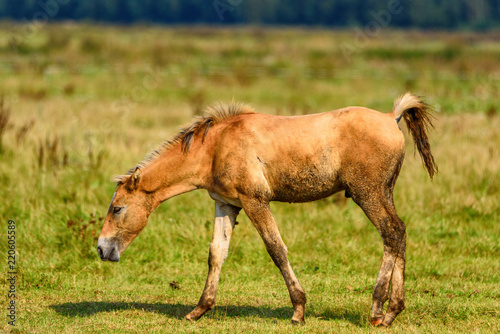 Wallpaper Mural lonely foal grazing on the field Torontodigital.ca