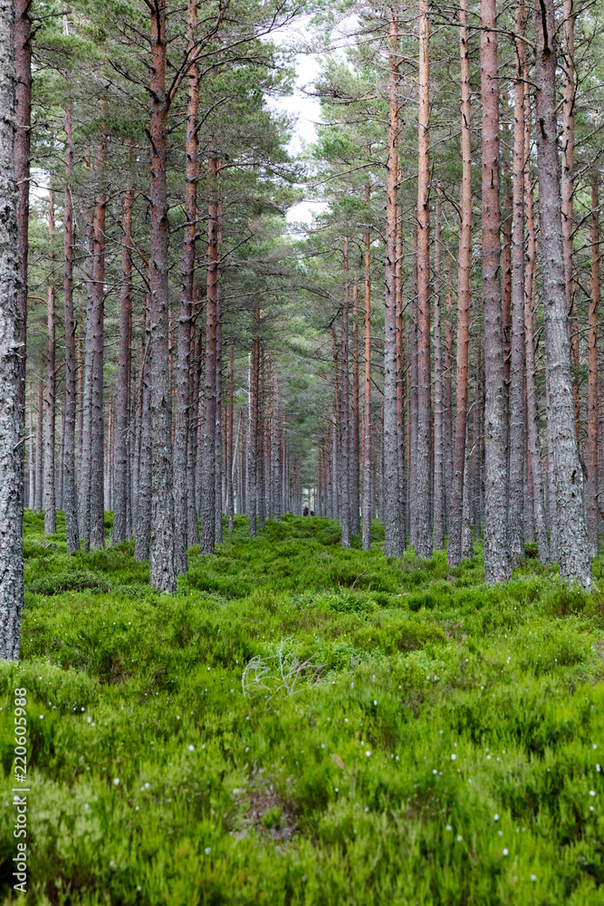 Fototapeta premium Foret écossaise