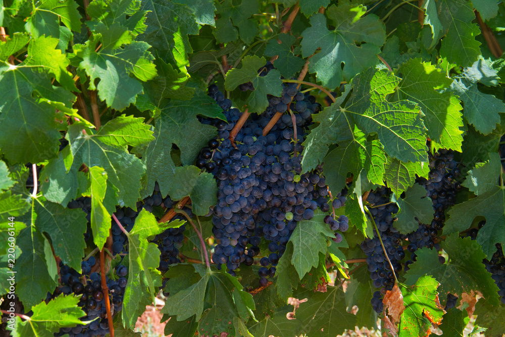 Clusters of blue grapes in a vineyard
