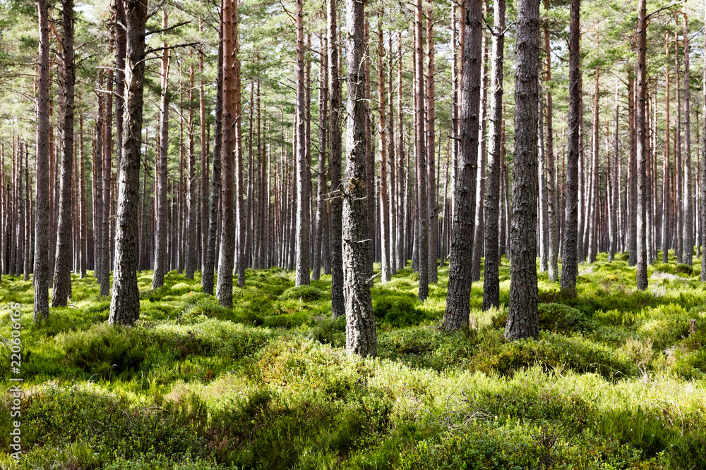 Naklejka premium Foret écossaise