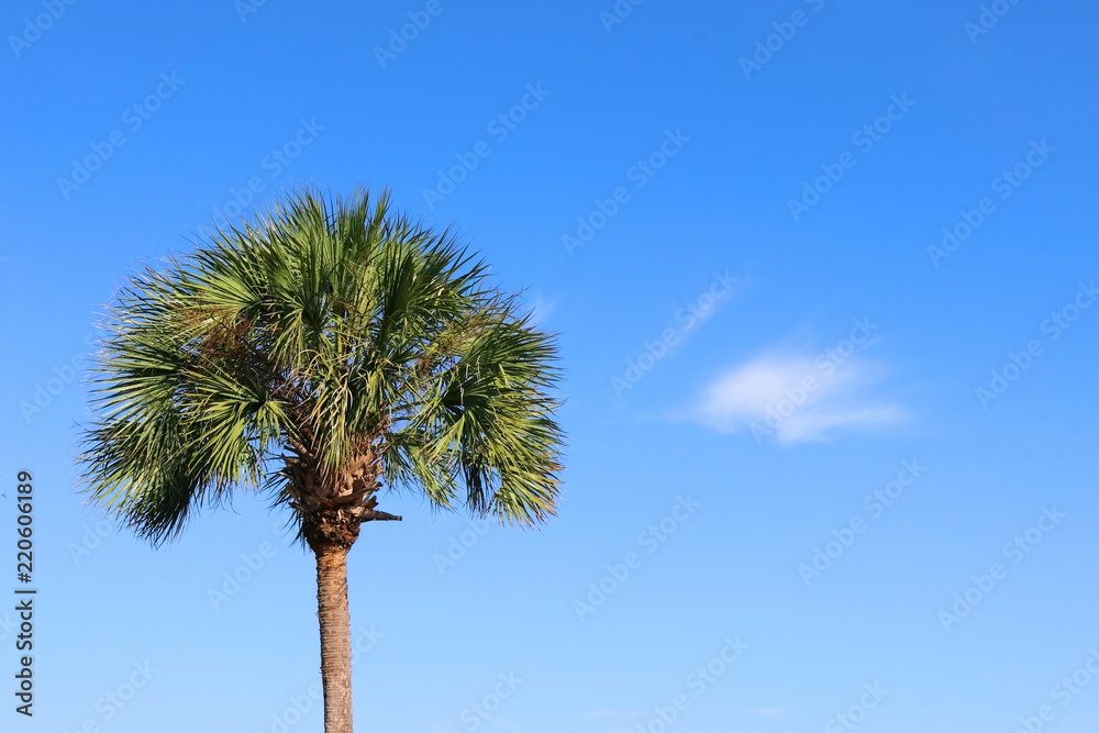 Southern nature background. Palm tree against blue sky. Horizontal composition with copy space. Good for card, poster or banner. Southern nature background. Palm tree against blue sky. Horizontal composition with copy space. Good for card, poster or banner.