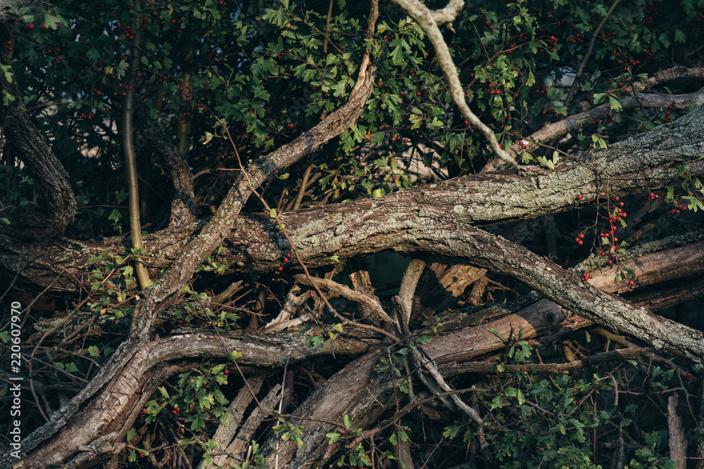Tree branch Tree branch
