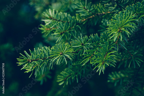 Pine leaves background. photo