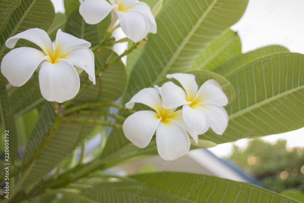 frangipani frangipani