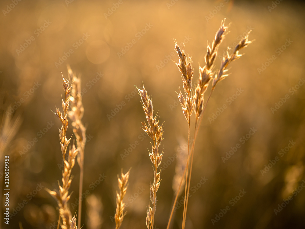 Stems of dry grass illuminated by the last rays of the afternoon sun