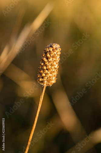 Stems of dry grass illuminated by the last rays of the afternoon sun