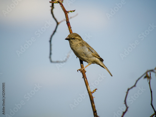 suspicious sparrow on brown branch