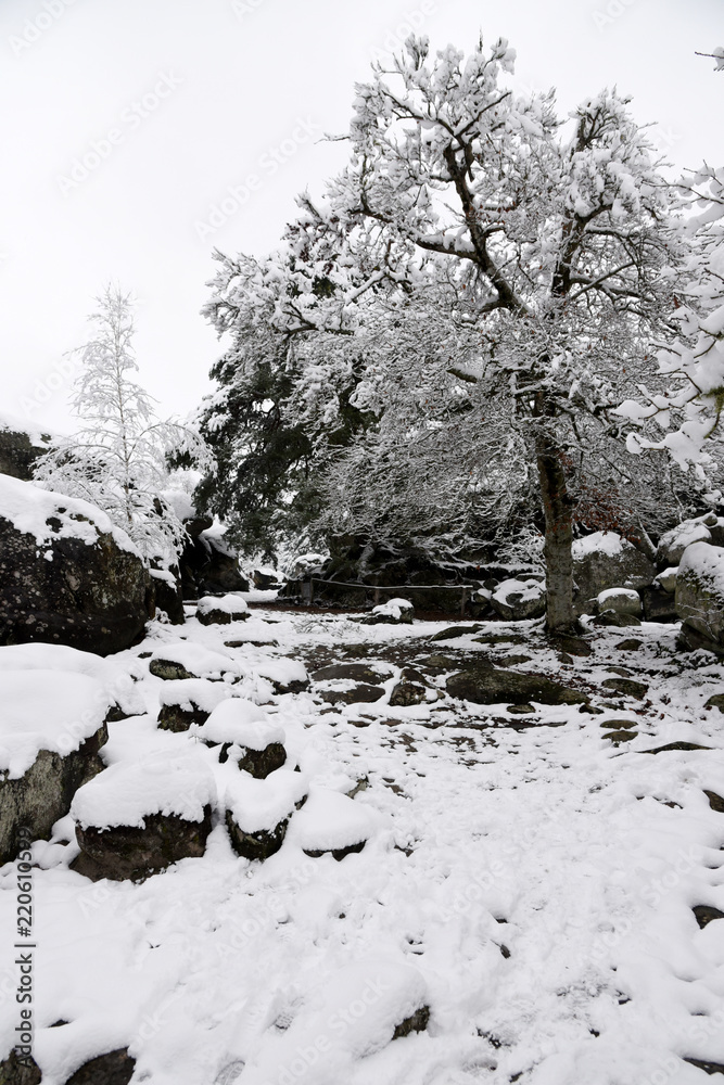 Paysage forestier sous la neige Paysage forestier sous la neige