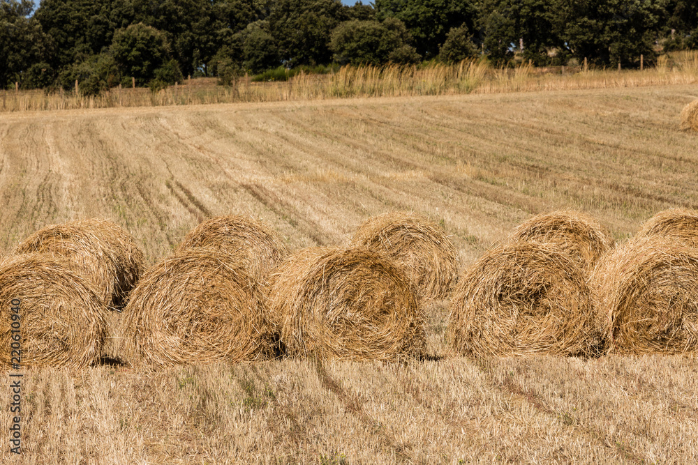 Fototapeta premium Packages of straw freshly harvested in the cereal fields of Salamanca, Spain