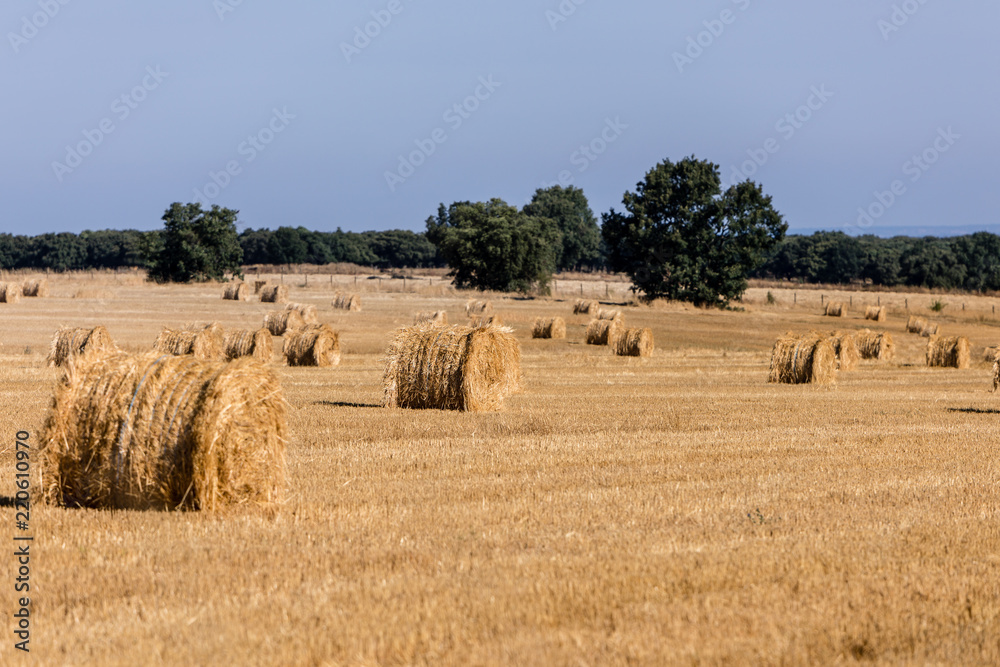 Packages of straw freshly harvested in the cereal fields of Salamanca, Spain