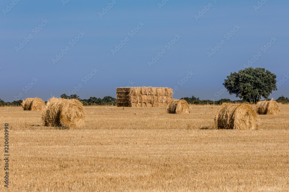 Packages of straw freshly harvested in the cereal fields of Salamanca, Spain