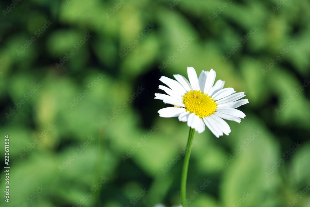 Bellis Perennis Common Daisy Lawn Daisy Or English Daisy Flower Green Leaves Background Soft Blurry Shadows Bokeh Side View Stock Photo Adobe Stock