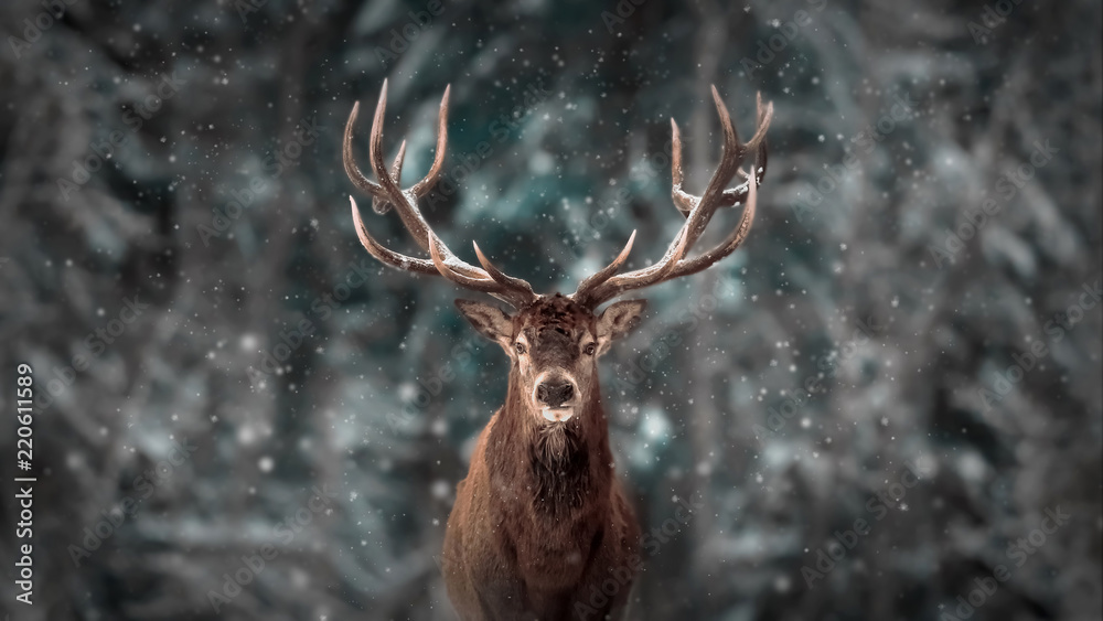 Fototapeta premium Szlachetny jeleni samiec w zima śniegu lesie. Artystyczny zima boże narodzenie krajobraz.