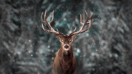 Papier peint photo Le salon Cerf noble dans la forêt enneigée  © delbars