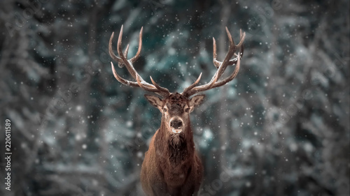 Noble deer male in winter snow forest. Artistic winter christmas landscape. © delbars