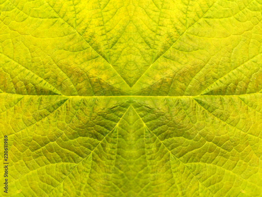 Symmetric leaf texture pattern for summer backgroun