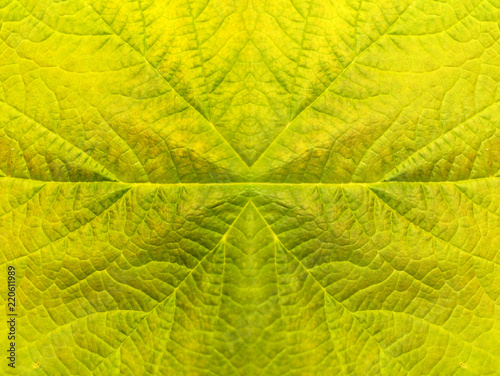 Obraz na płótnie Symmetric leaf texture pattern for summer backgroun w salonie