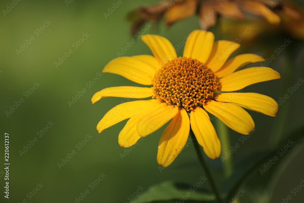 Yellow flower on the green background. Summer is coming. Yellow flower on the green background. Summer is coming.