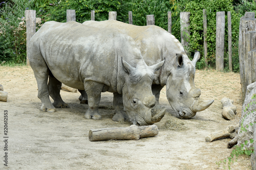 Naklejka premium rhinocéros