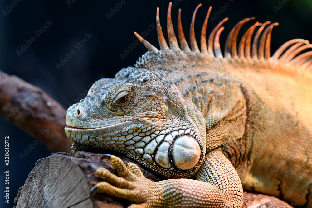 Fototapeta premium iguane
