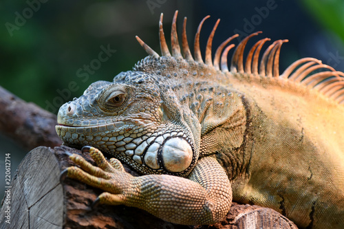 iguane