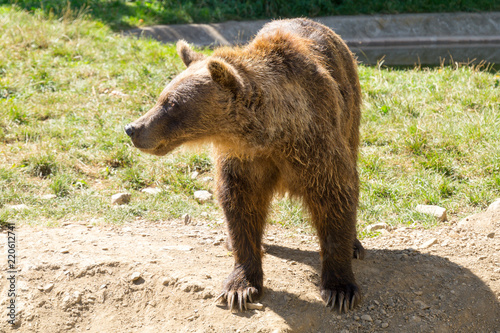 Bear on Parc'Ours