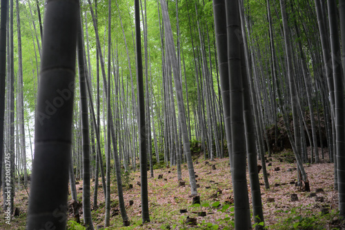 Bamboo forest-15