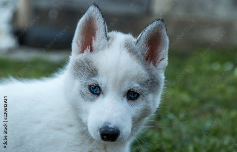 Obraz premium Oracle