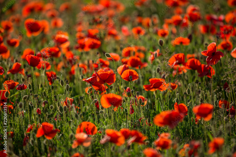 Poppies in Sunlight, Polly Joke, West Pentire, Cornwall