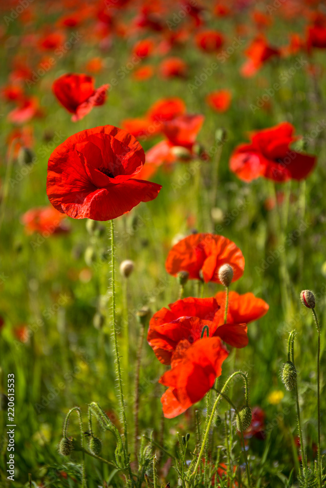 Red Poppies, Polly Joke, West Pentire, Cornwall Red Poppies, Polly Joke, West Pentire, Cornwall