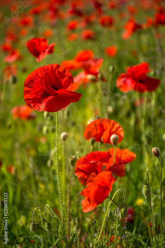 Red Poppies, Polly Joke, West Pentire, Cornwall