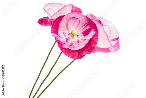 Fototapeta Naklejka Na Ścianę i Meble -  beautiful poppy flowers isolated