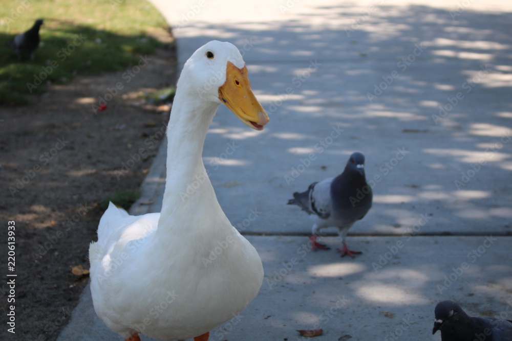 Fototapeta premium Duck