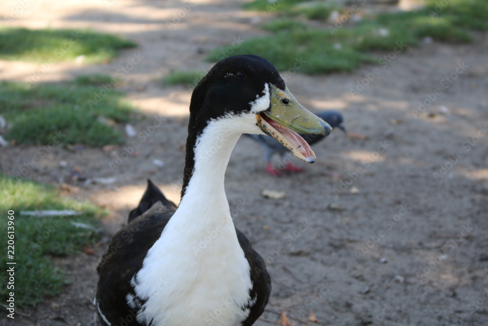 Obraz premium Duck