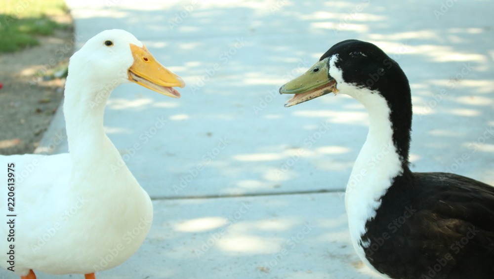 Duck Duck