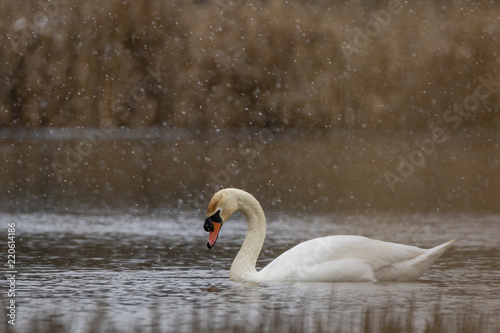 Mute swan swimming while its snowing