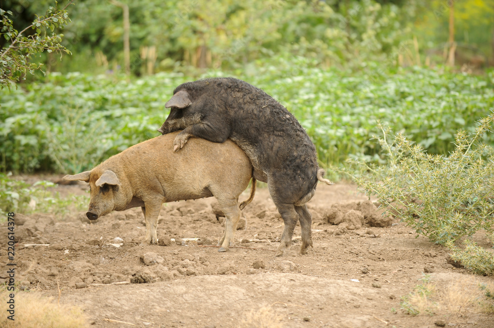 Young pigs have coupled against a background of green trees. The concept of breeding domestic swine.
